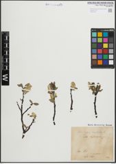 Foto von Salix hastata L.